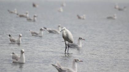 Küçük ak balıkçıl