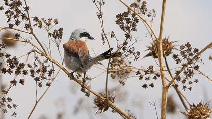 Kızılsırtlı örümcekkuşu
