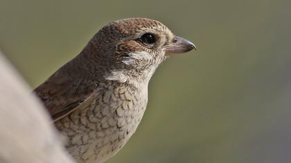 Kızılsırtlı örümcekkuşu