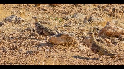 Kılkuyruk bağırtlak