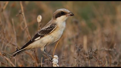 Karaalınlı örümcekkuşu