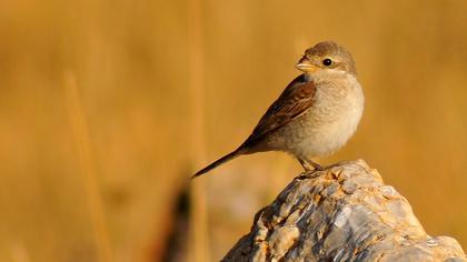 Kızılsırtlı örümcekkuşu