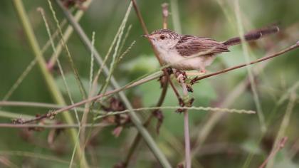 Dikkuyruklu ötleğen