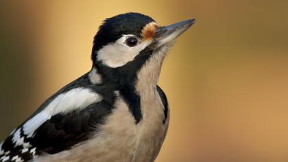 Orman alaca ağaçkakanı