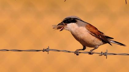 Kızılsırtlı örümcekkuşu