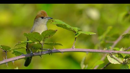 Karabaşlı ötleğen