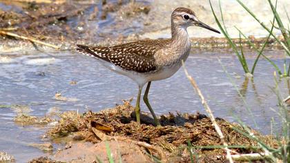 Orman düdükçünü