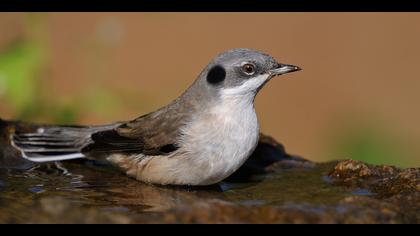 Küçük akgerdanlı ötleğen