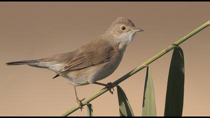 Pembegöğüslü ötleğen