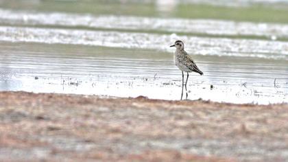 Küçük altın yağmurcun