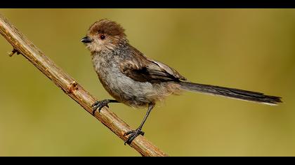 Uzunkuyruklu baştankara