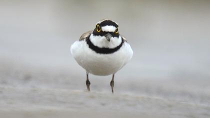 Halkalı küçük cılıbıt