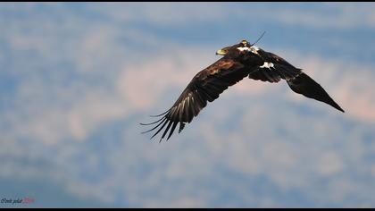Büyük orman kartalı