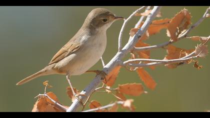 Pembegöğüslü ötleğen