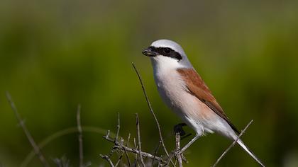 Kızılsırtlı örümcekkuşu