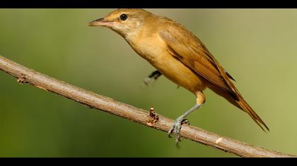 Büyük kamışçın