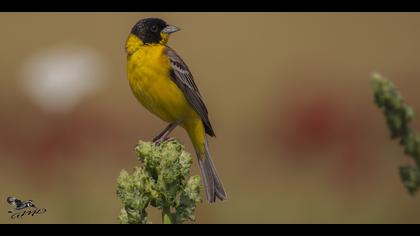 Karabaşlı kirazkuşu