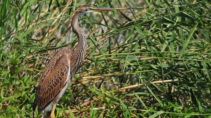 Erguvani balıkçıl