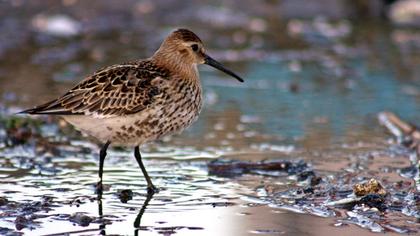 Karakarınlı kumkuşu