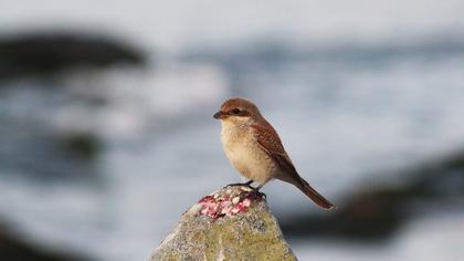 Kızılsırtlı örümcekkuşu