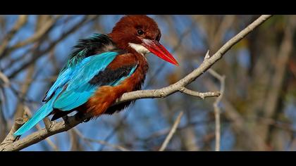 İzmir yalıçapkını