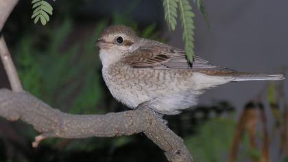 Kızılsırtlı örümcekkuşu