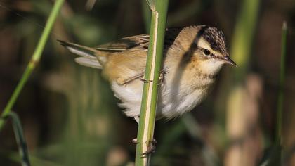 Kındıra kamışçını