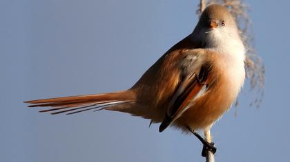 Bıyıklı baştankara