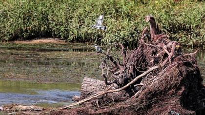Alaca yalıçapkını
