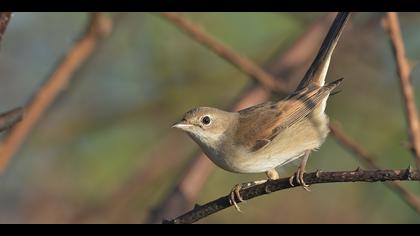 Akgerdanlı ötleğen