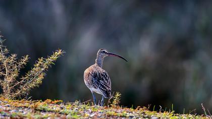 Sürmeli kervançulluğu