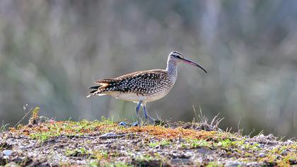 Sürmeli kervançulluğu