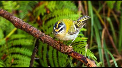 Sürmeli çalıkuşu