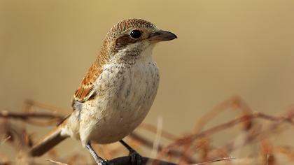 Kızılsırtlı örümcekkuşu