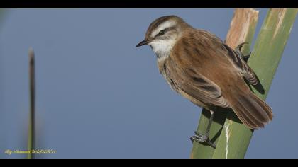 Bıyıklı kamışçın