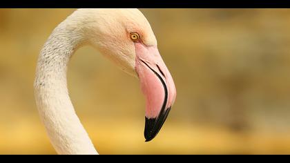 Flamingo » Greater Flamingo » Phoenicopterus roseus