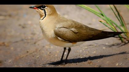 Bataklıkkırlangıcı
