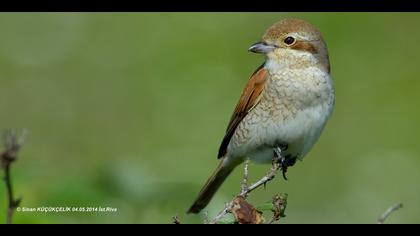 Kızılsırtlı örümcekkuşu