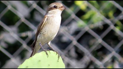Kızılsırtlı örümcekkuşu