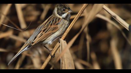 Bataklık Kirazkuşu