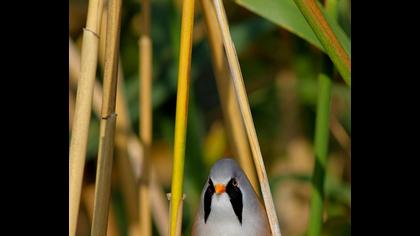 Bıyıklı baştankara