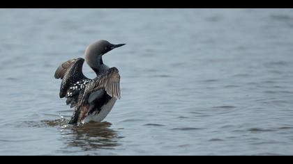 Karagerdanlı dalgıç