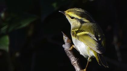 Çalıkuşu çıvgını