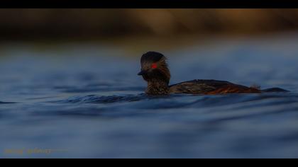 Karaboyunlu batağan