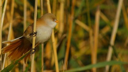 Bıyıklı baştankara