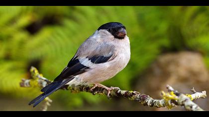 Şakrak » Eurasian Bullfinch » Pyrrhula pyrrhula