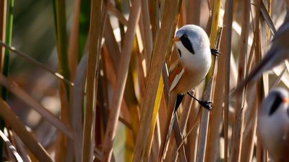 Bıyıklı baştankara