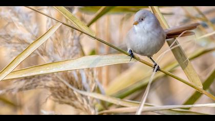Bıyıklı baştankara