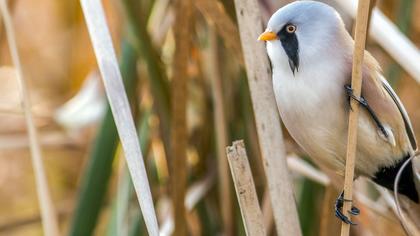 Bıyıklı baştankara