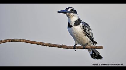 Alaca yalıçapkını